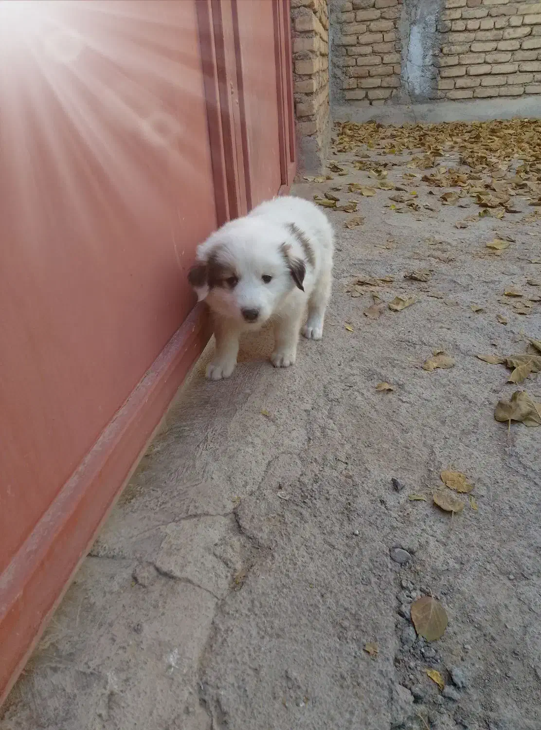 دو عدد توله نرقدرجانی|سگ|کرمانشاه, |دیوار