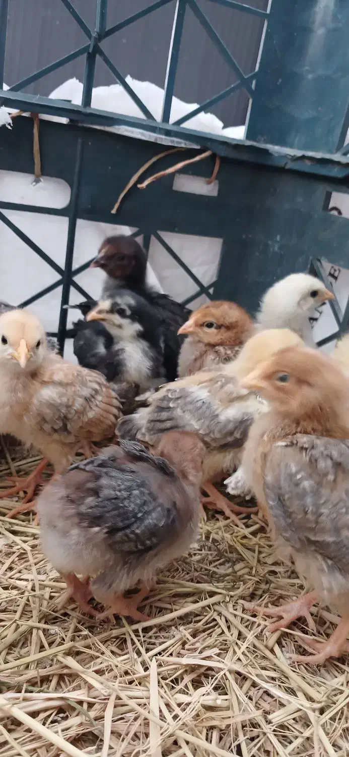 جوجه یک ماهه محلی|حیوانات مزرعه|شفت, |دیوار