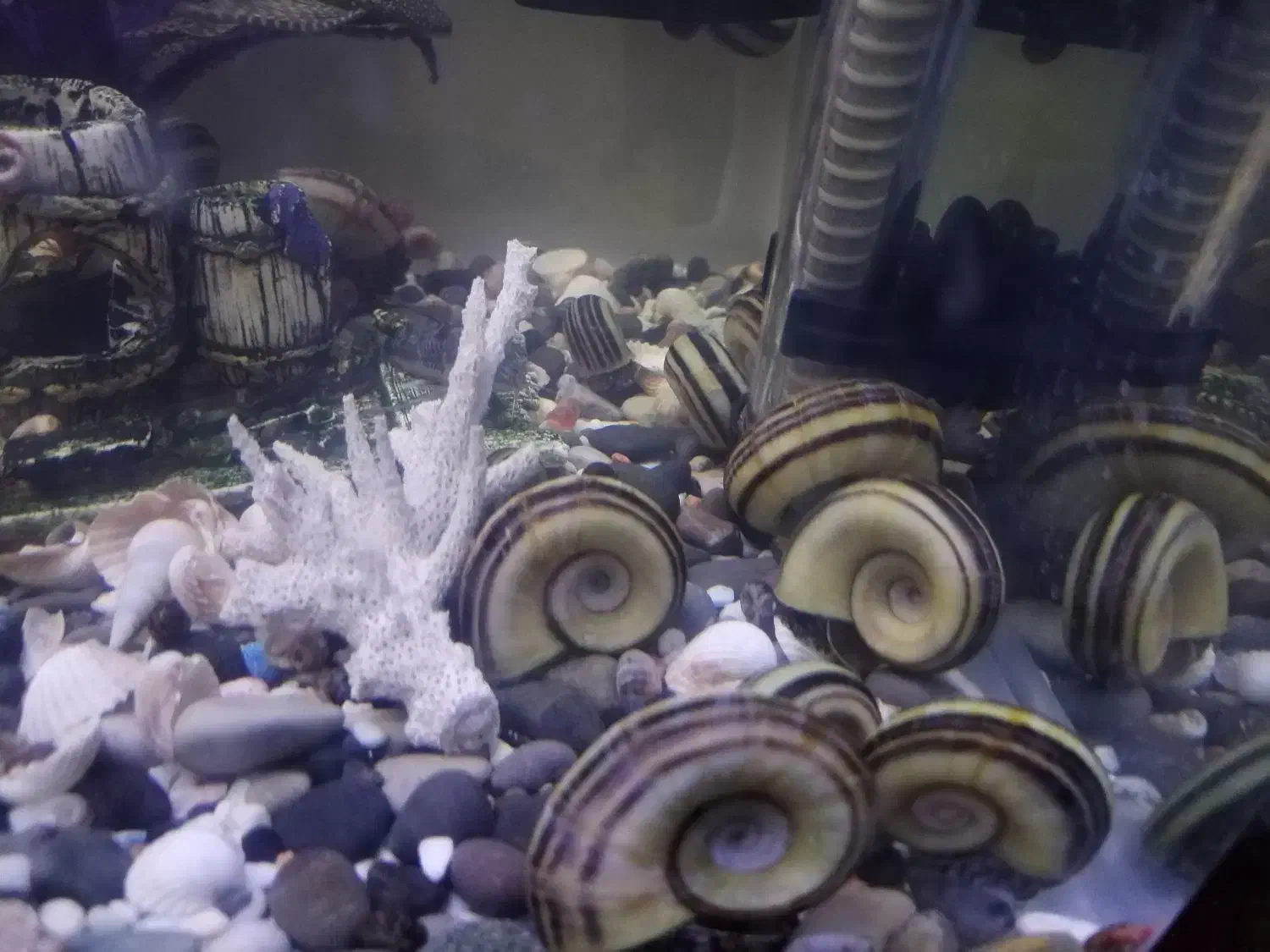 150تاحلزون رامشورن و 30تا کلمبیایی  فروش یا معاوضه|ماهی|ری, علایین|دیوار