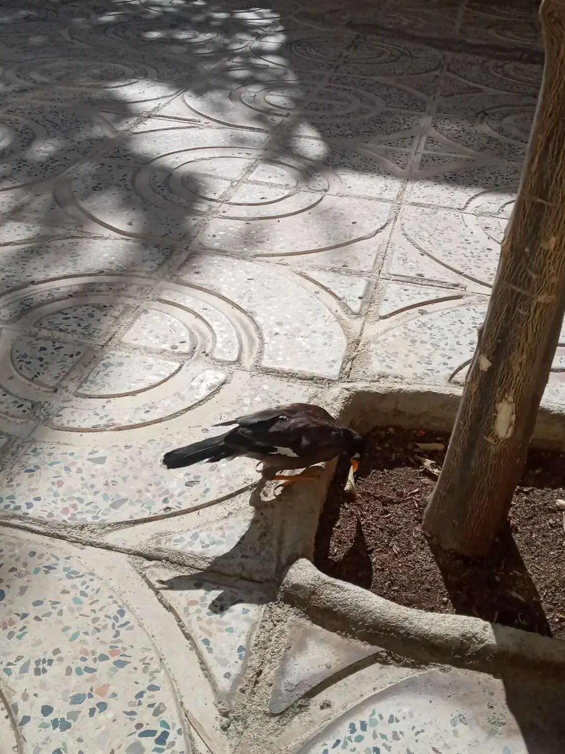 مرغ مینا|پرنده|ایلام, |دیوار