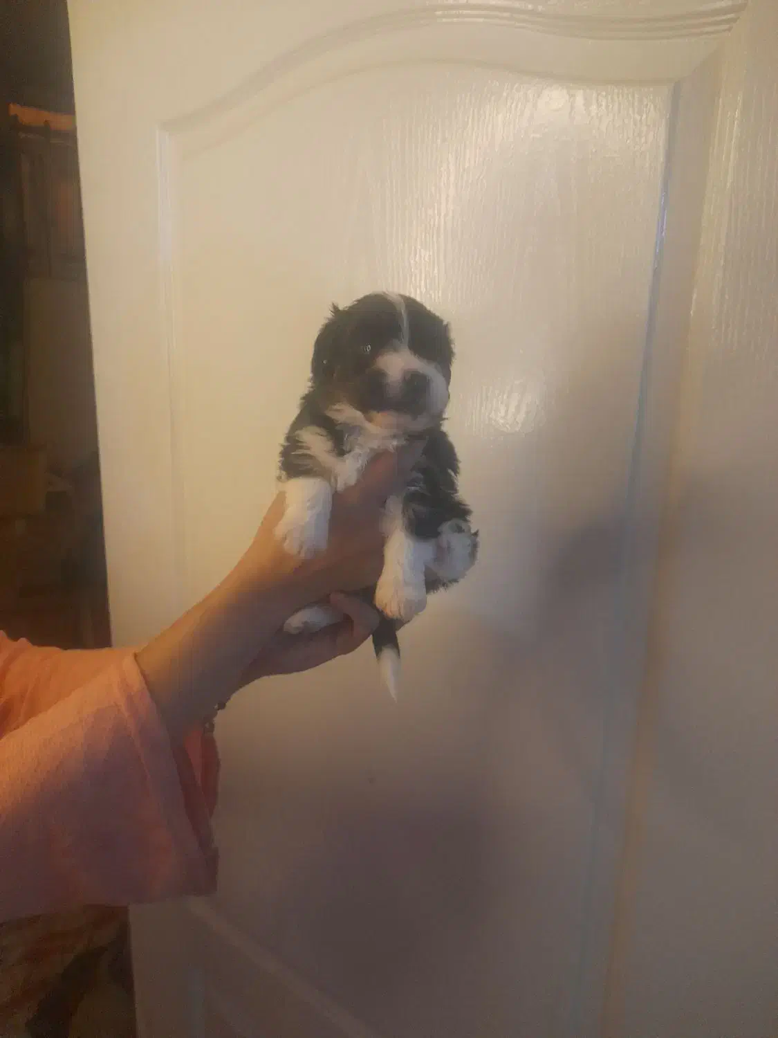 شیتزو تریر|سگ|کرج, کوی زنبق|دیوار