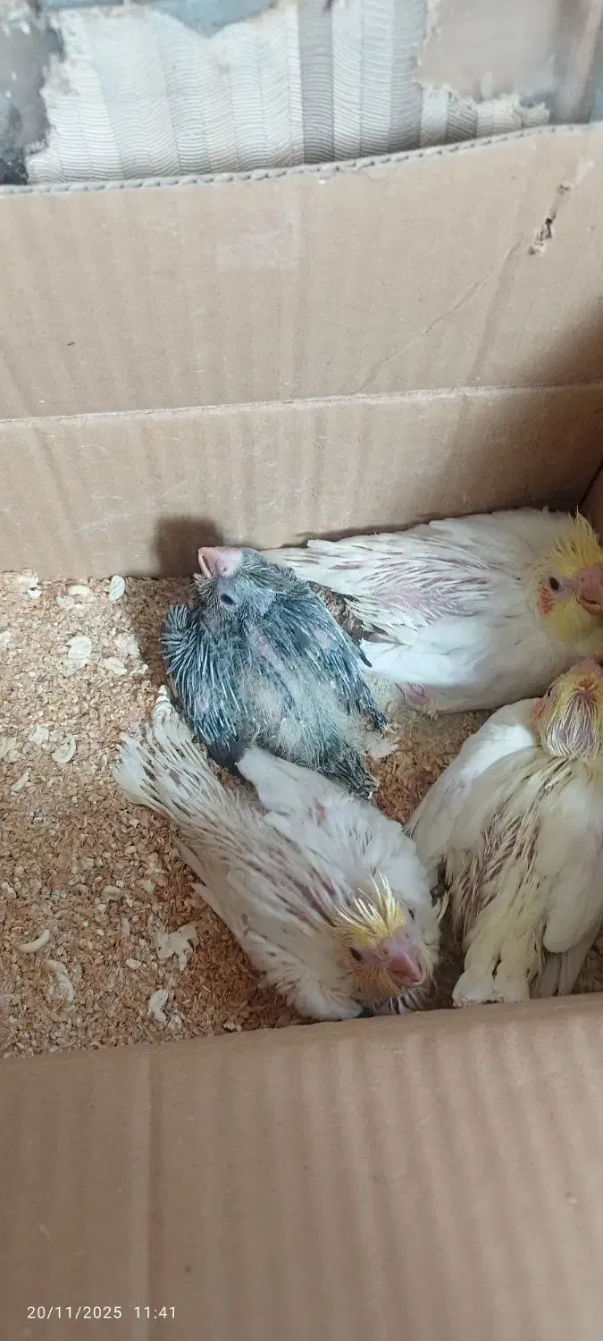 جوجه یک ماهه آماده سرلاک و دستی|پرنده|قزوین, |دیوار