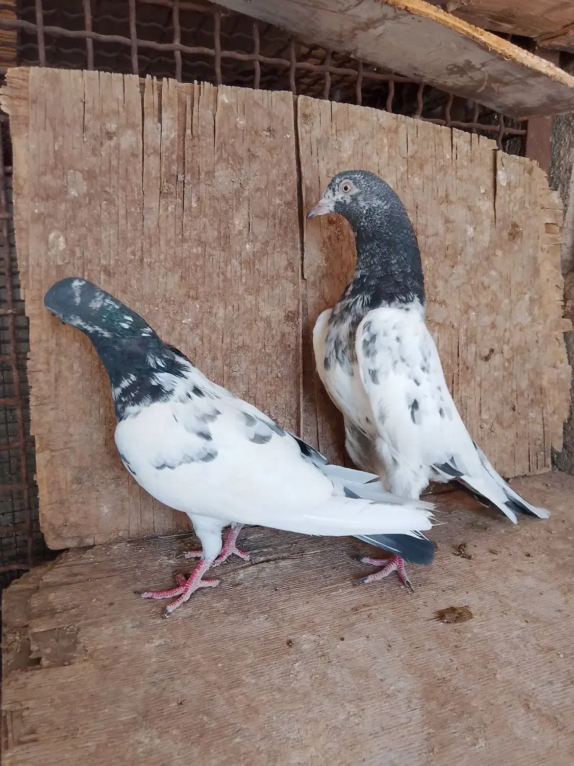 کبوتر تیدی|پرنده|نرماشیر, |دیوار