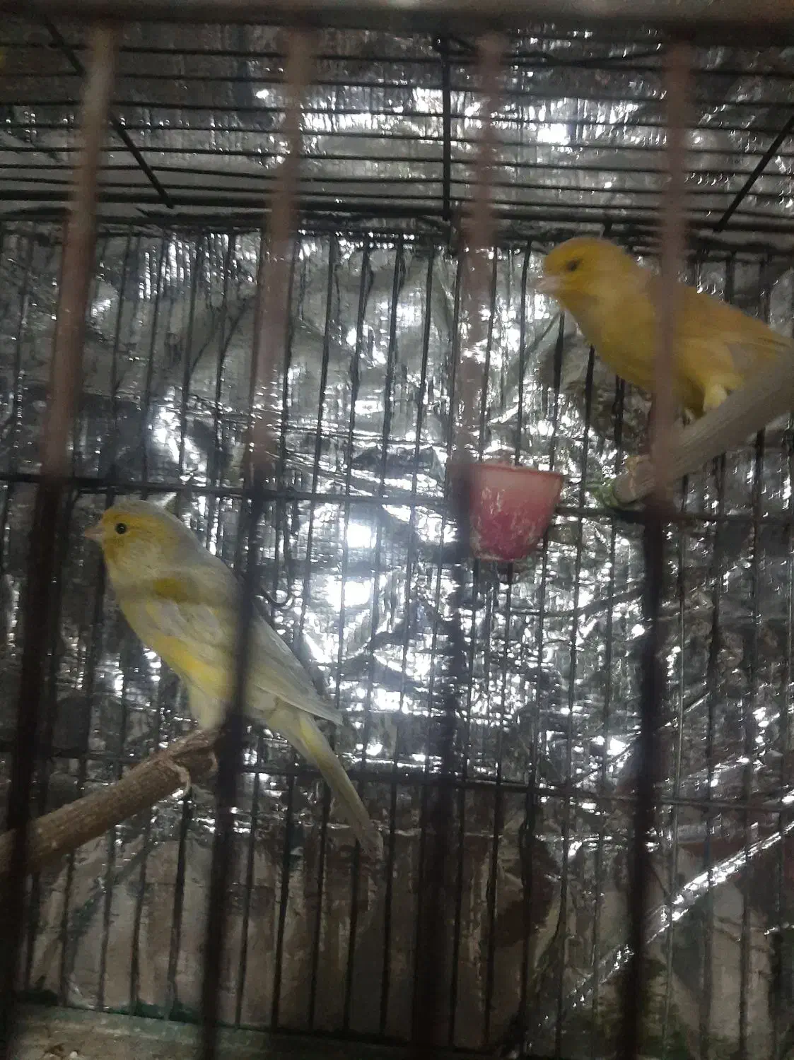 قناری مهدیشهر|پرنده|مهدی شهر, |دیوار