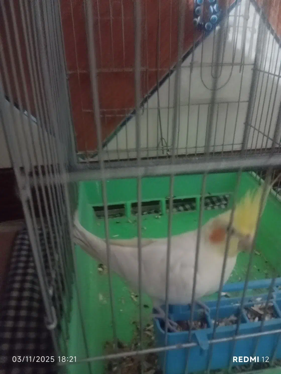 عروس هلندی با قفس|پرنده|خرمدره, |دیوار