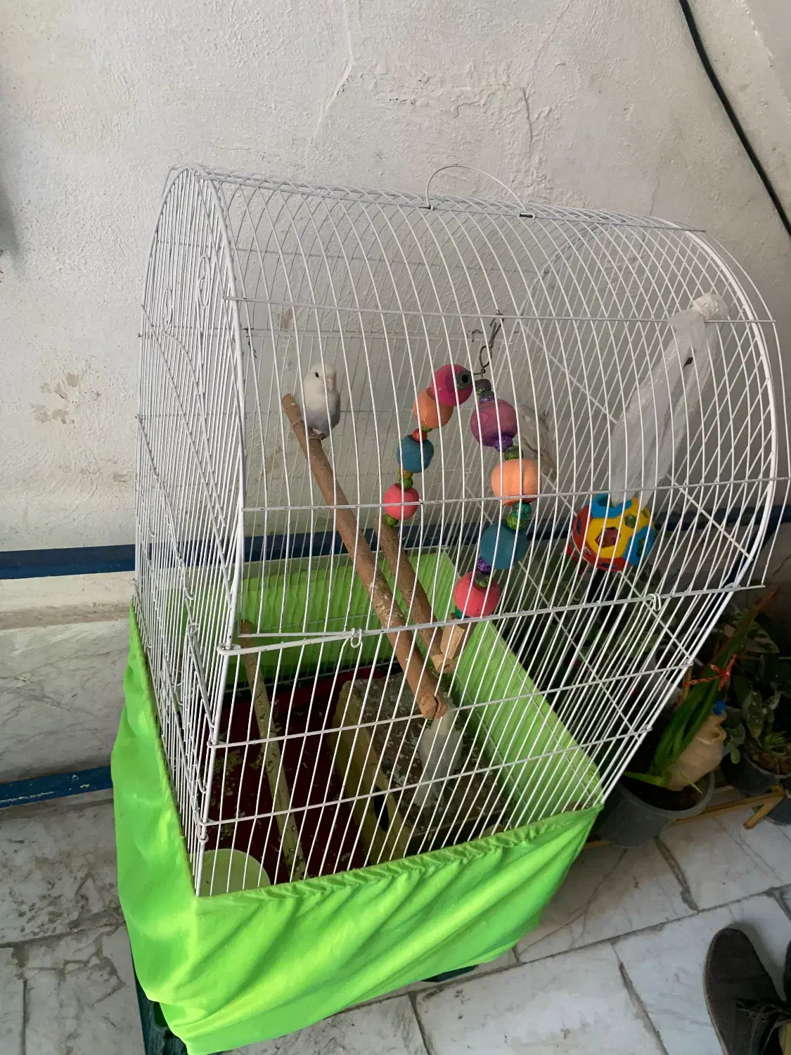 طوطی برزیلی|پرنده|قدس, شهر‌قدس|دیوار