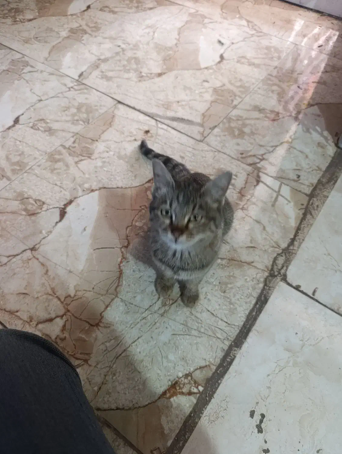 گربه نر|گربه|اقبالیه, |دیوار