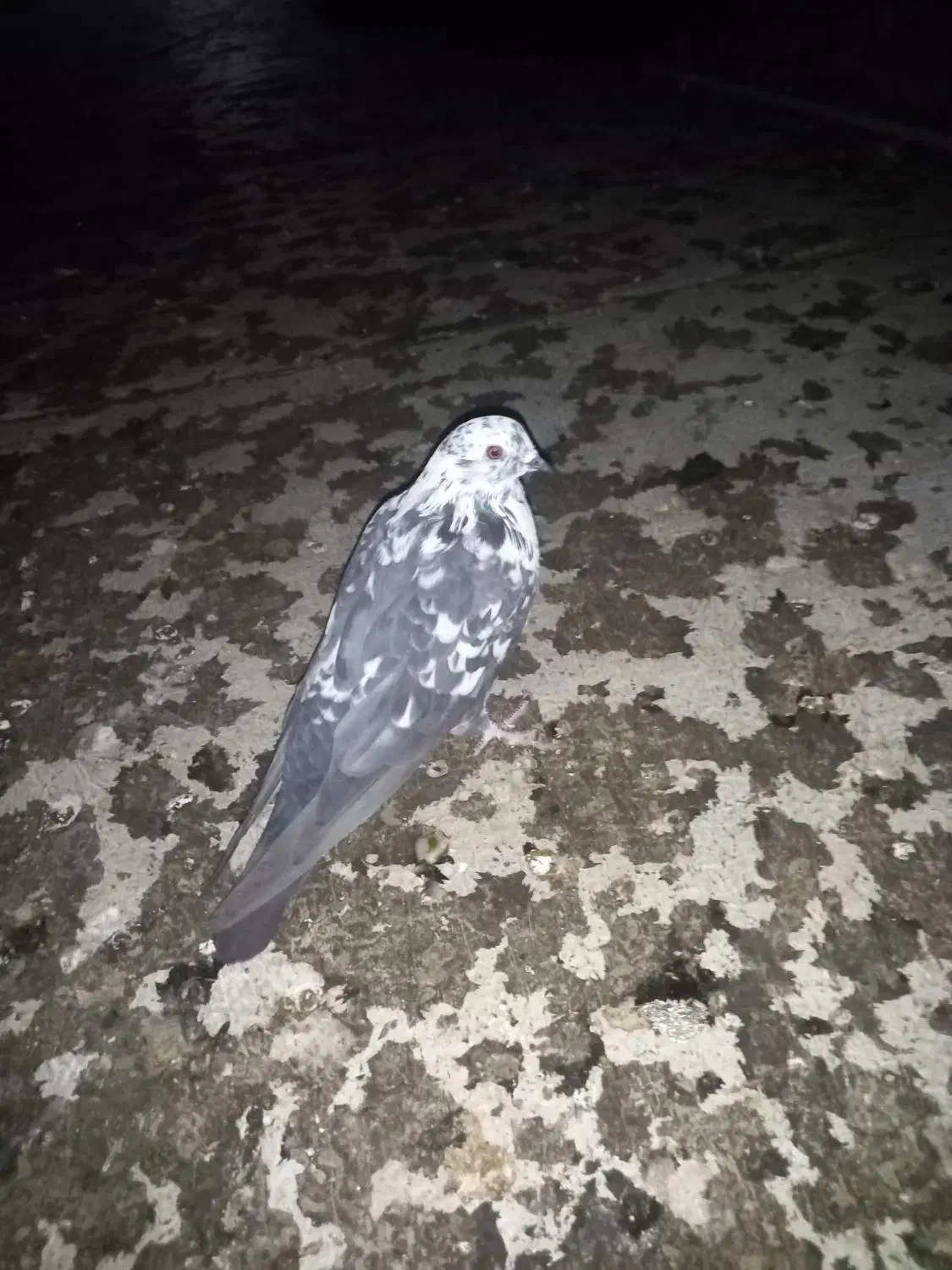 کبوتر|پرنده|خاوران, |دیوار