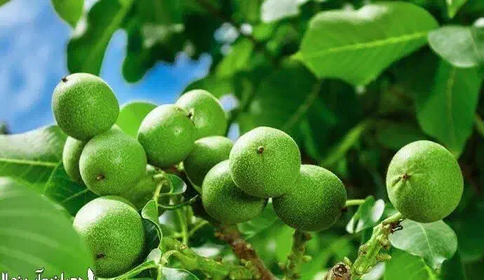 پخش نهال گردو لارا شناسه دار|خدمات باغبانی و درختکاری|شهر بابک, |دیوار