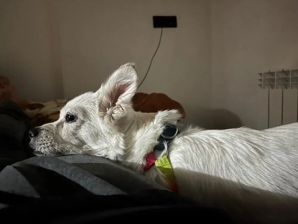 سگ تربیت شده|سگ|سقز, |دیوار