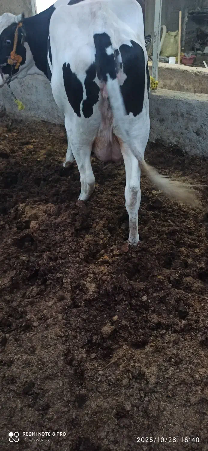 گاو زائیده|حیوانات مزرعه|هامون, |دیوار