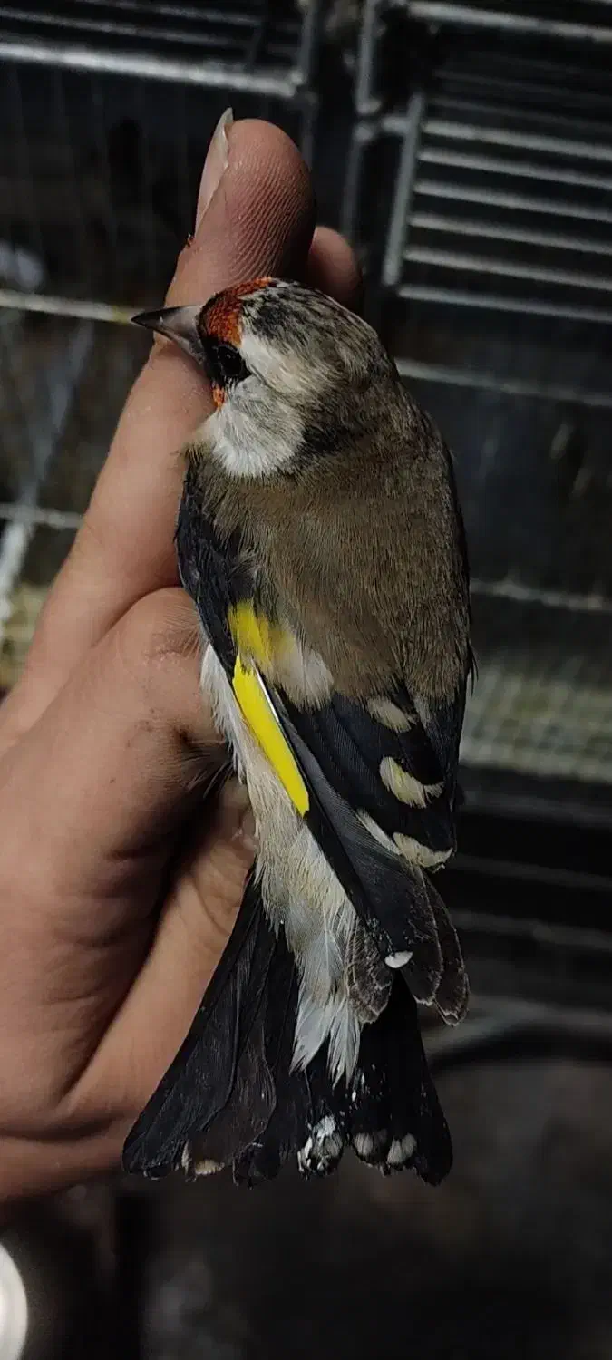 سهره ماده عروسک|پرنده|تهران, مینای شمالی (مخبر)|دیوار