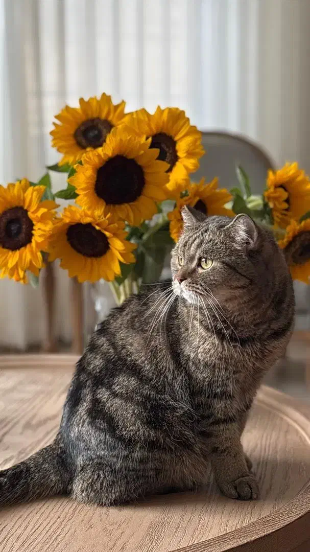 واگذاری گربه بریتیش چینچیلا|گربه|تهران, درکه|دیوار