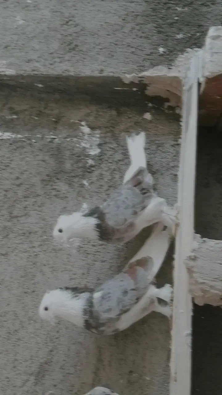 کبوتر|پرنده|نقده, |دیوار