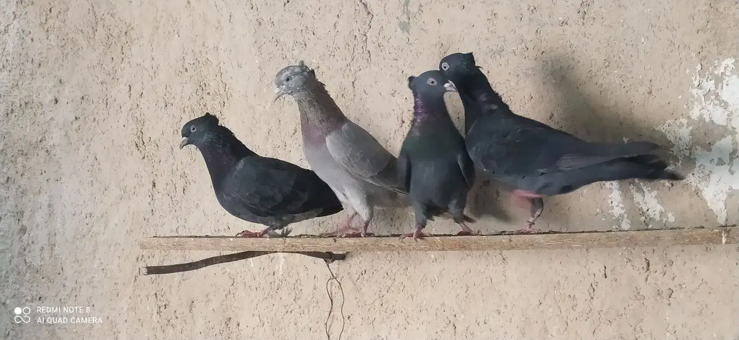 تعدادکبوتر سبز و دوتا شیخ پاکستانی|پرنده|خورموج, |دیوار