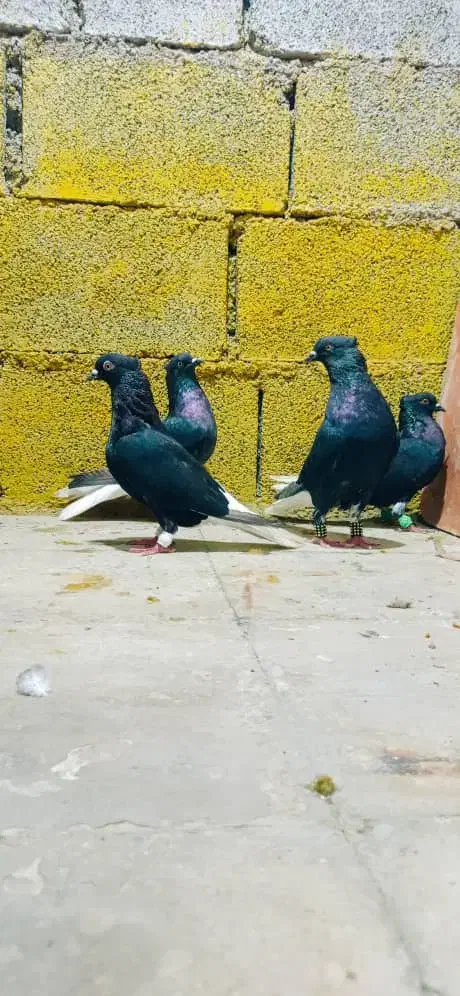 کبوتر رنگی صادقی|پرنده|قم, سید معصوم|دیوار