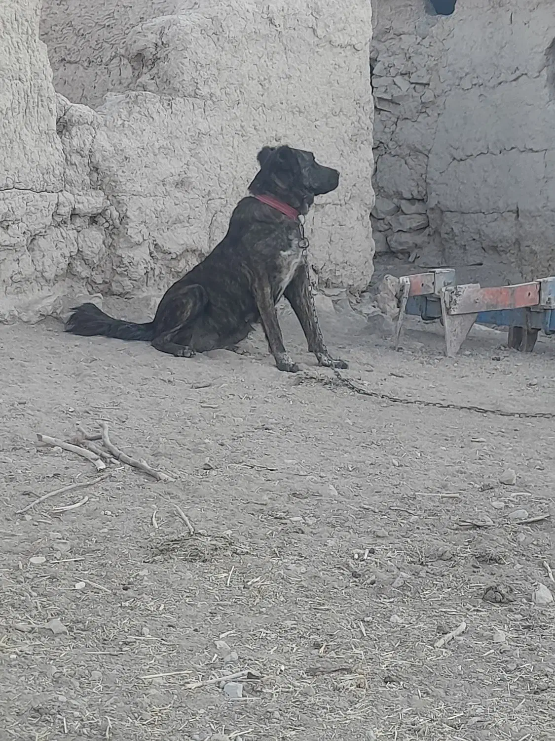 ماده خراسانی|سگ|حسن آباد, |دیوار