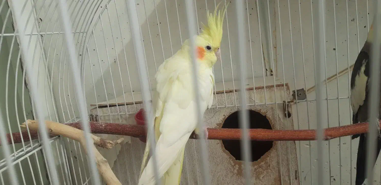 دوعدد عروس هلندی جفت لوتینو و گل باقالی|پرنده|اصفهان, فرودگاه شهید بهشتی|دیوار