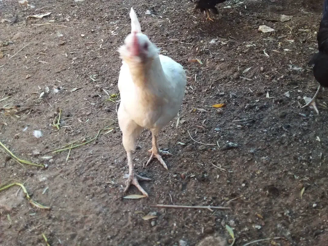 مرغ گلین نیمچه و لاری گلین|حیوانات مزرعه|رفسنجان, |دیوار