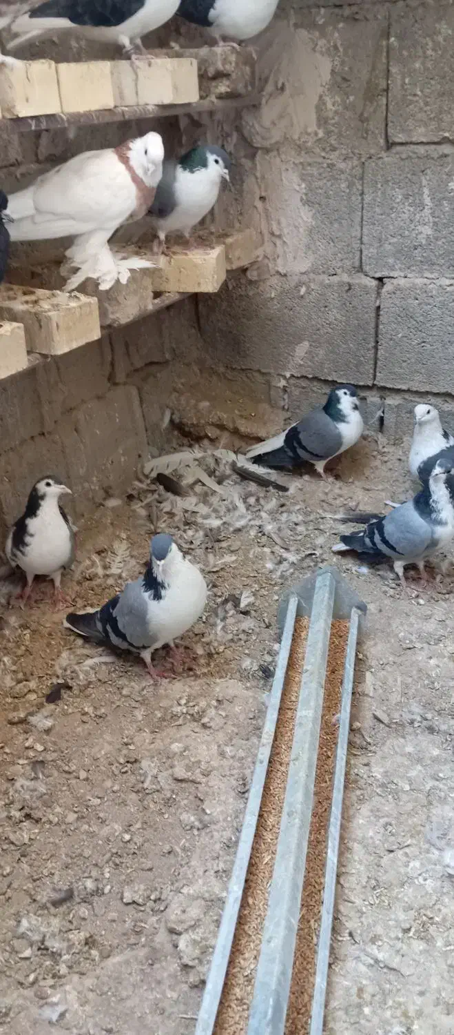 کبوتر بدرنگ|پرنده|زیباشهر, |دیوار