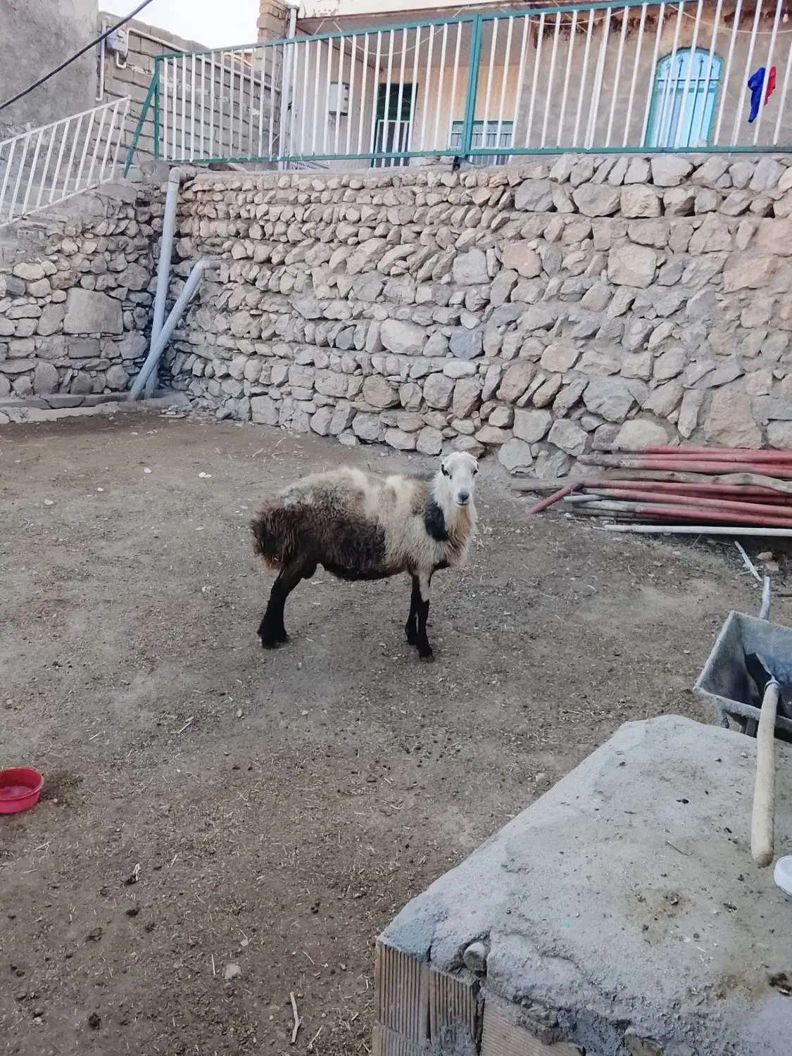 قورچ پلنگی|حیوانات مزرعه|ازنا, |دیوار