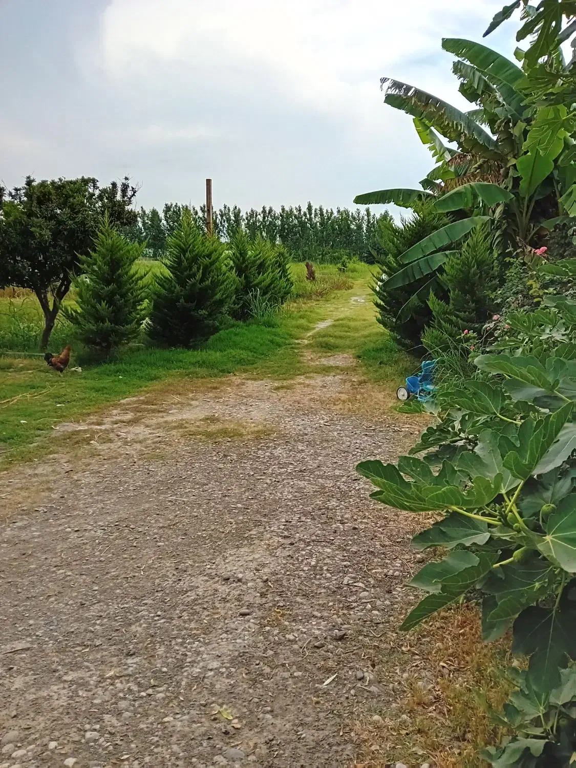 زمین ۱۸۰ متری( فروش فوری )|فروش زمین و ملک کلنگی|آستانه سرا, |دیوار