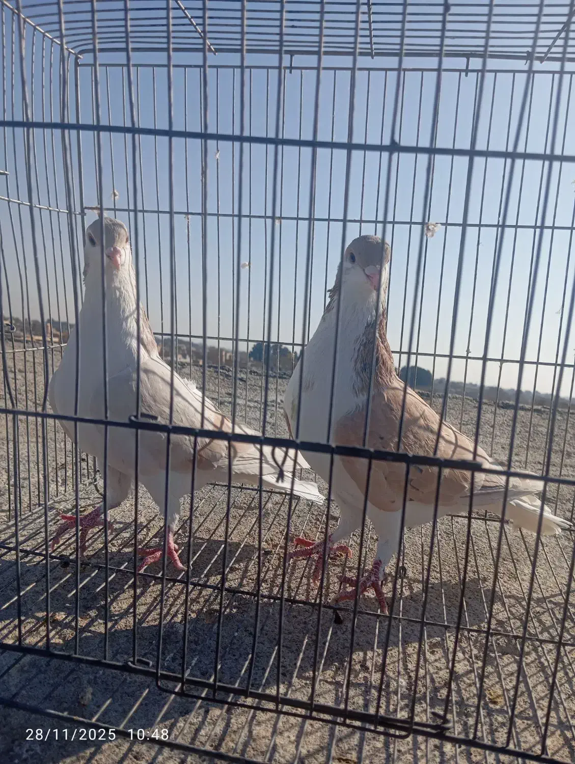 سلام یک جفت نروماده سالم|پرنده|نیشابور, باغ نو|دیوار