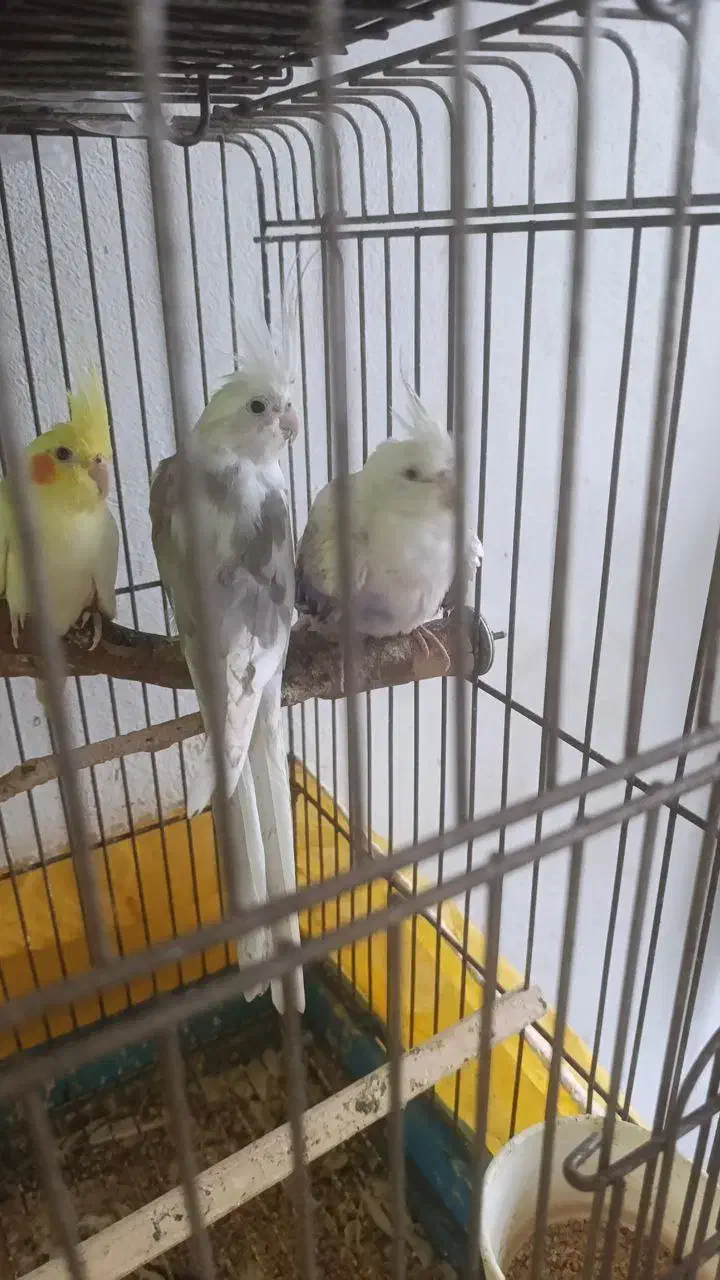 جفت طوطی عروس هلندی البینو|پرنده|لنگرود, |دیوار