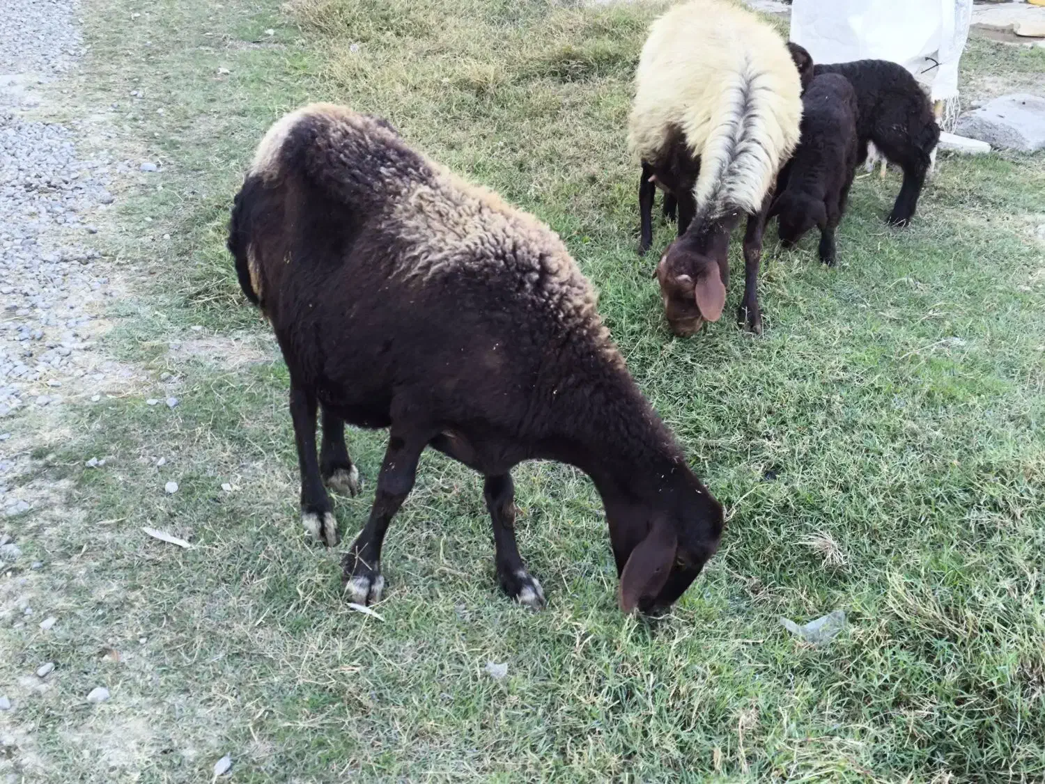 گوسفند ماده باردار|حیوانات مزرعه|گمیشان, |دیوار