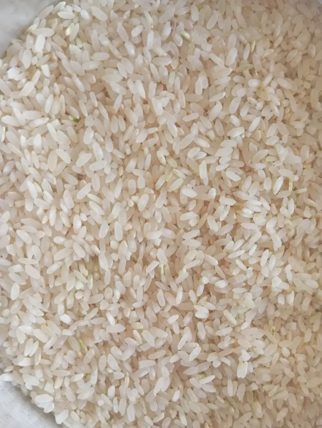 برنج محلی کامفیروز|خوردنی و آشامیدنی|مرودشت, فرهنگ|دیوار