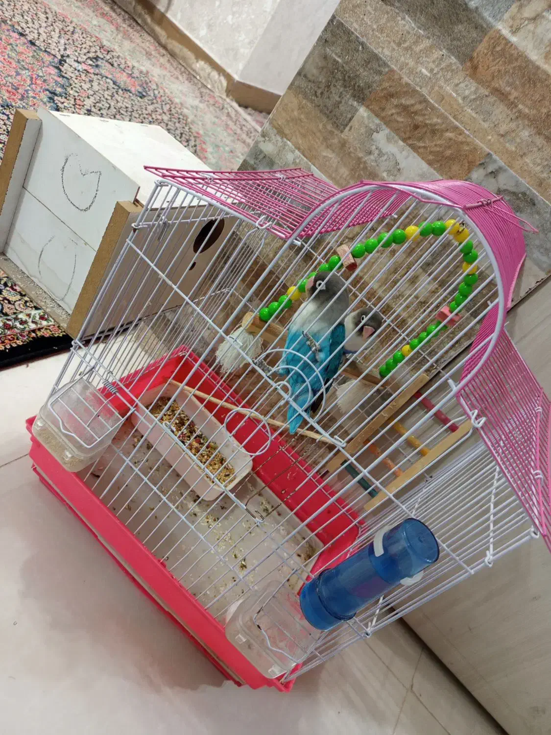 یک جفت طوطی کوتوله برزیلی|پرنده|رفسنجان, |دیوار