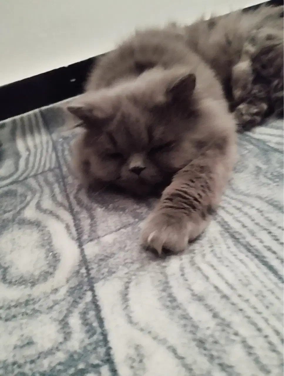 گربه پرشین|گربه|همدان, |دیوار