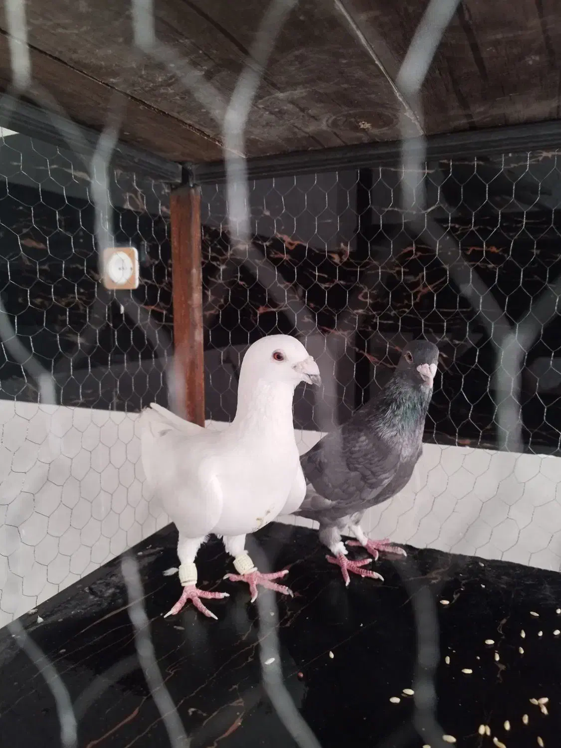 کبوتر پلاکی|پرنده|ابرکوه, |دیوار