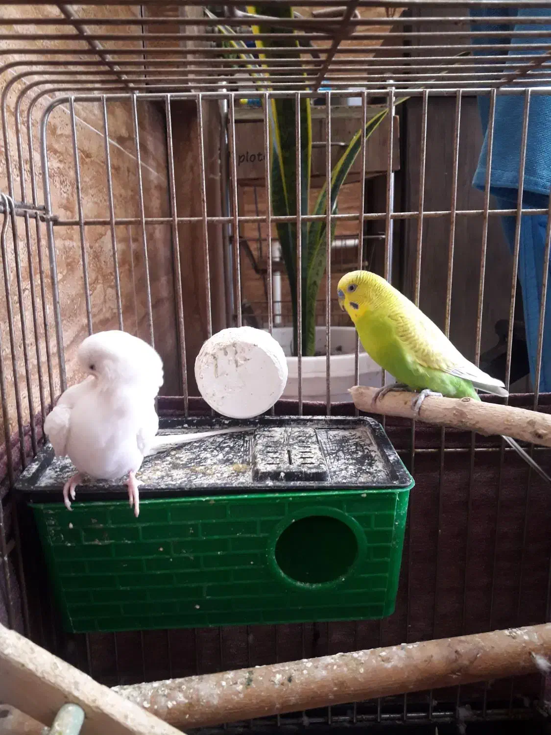 جفت مرغ عشق|پرنده|رشت, فلسطین|دیوار