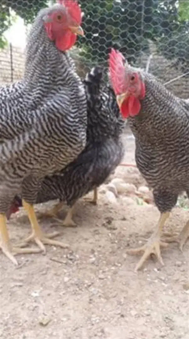 فروش تخم نطفه دار مرغ امروک یا پیلموت. گلین پنگونی|حیوانات مزرعه|نورآباد ممسنی, |دیوار