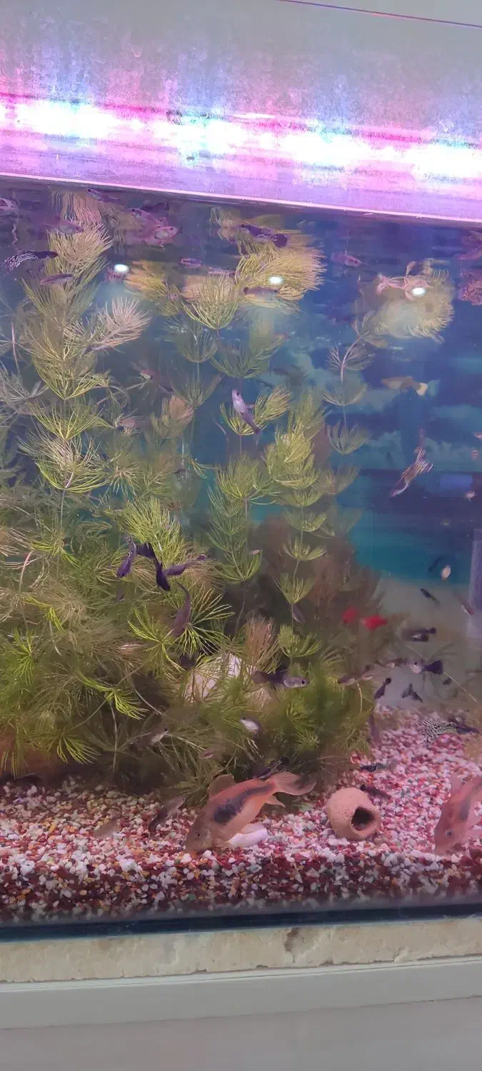 گیاه شویدی طبیعی|ماهی|بندر ماهشهر, |دیوار