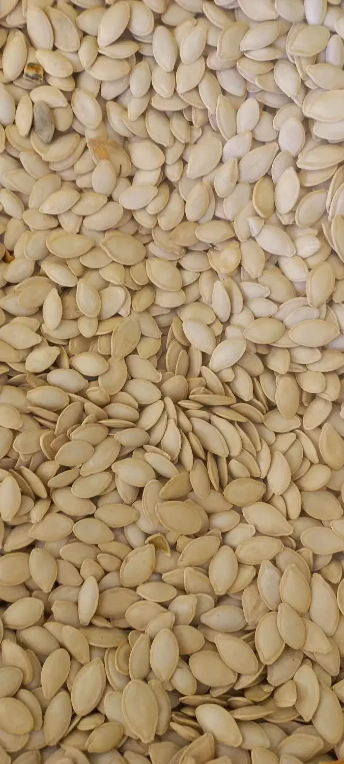 تخم کدو گوشتی|عمده‌فروشی|کلیائی, |دیوار