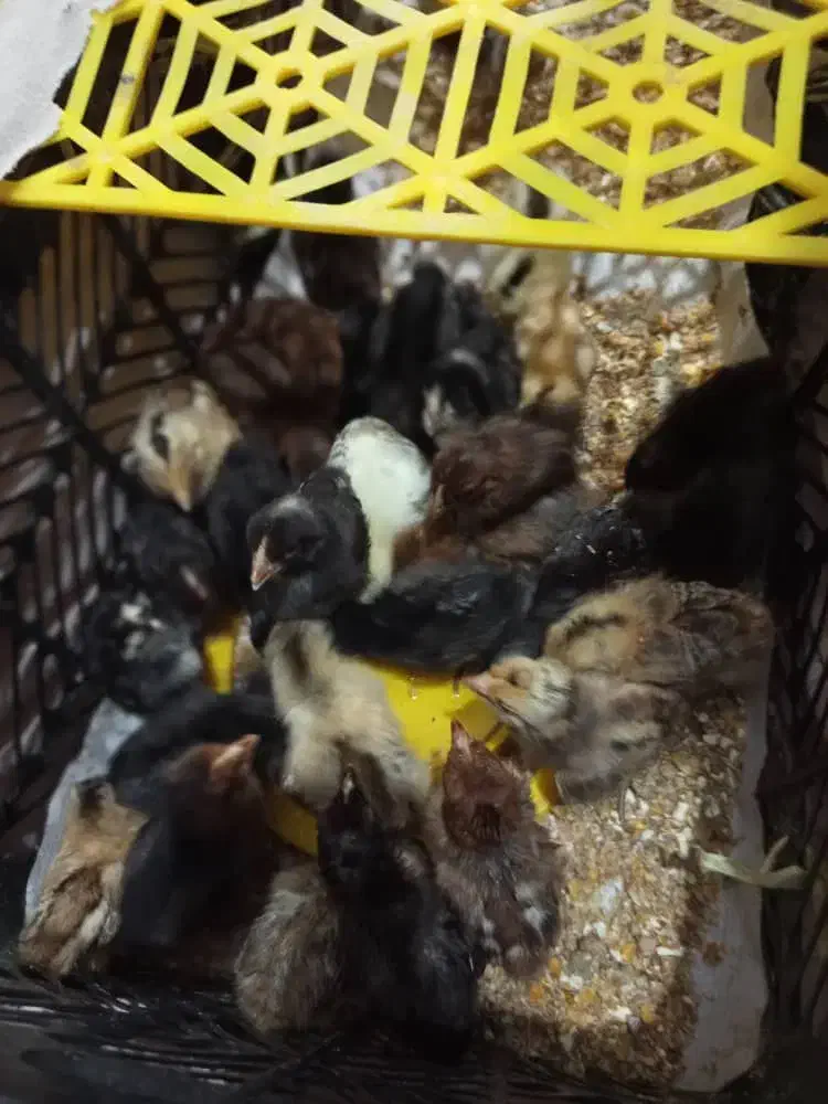 حمیدیه جوجه عرب|حیوانات مزرعه|حمیدیه, |دیوار