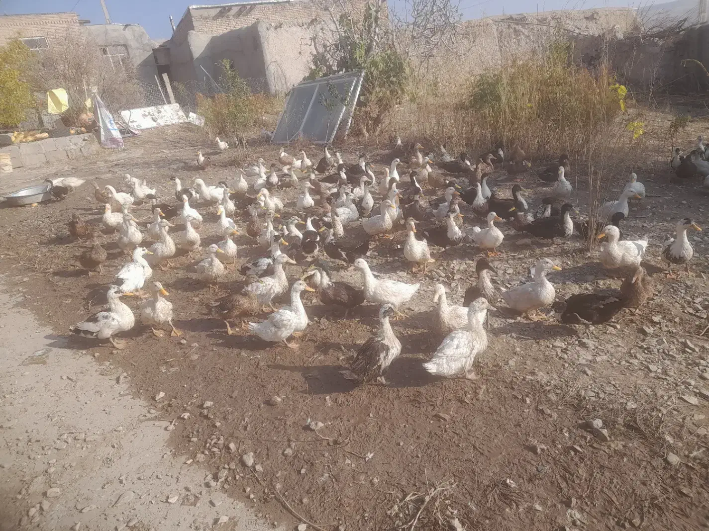 اردک نر وماده|حیوانات مزرعه|شاهین دژ, |دیوار