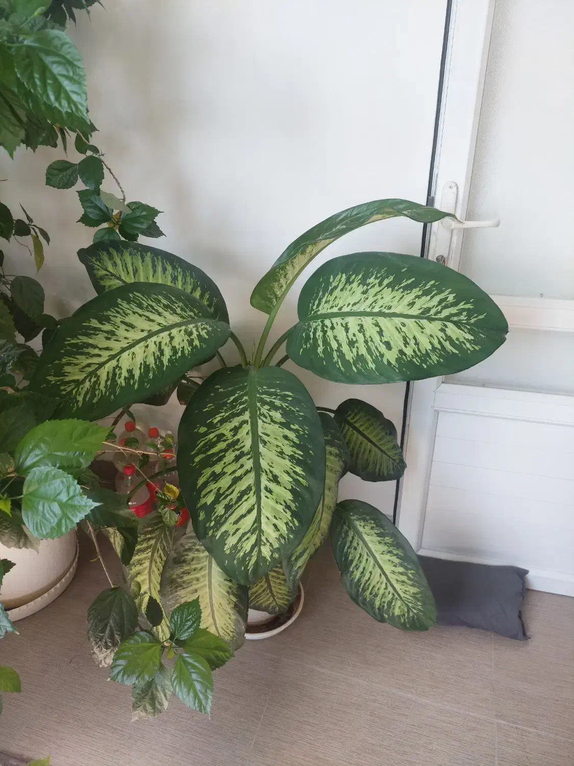 گل دیفن|گل و گیاه طبیعی|آستارا, |دیوار