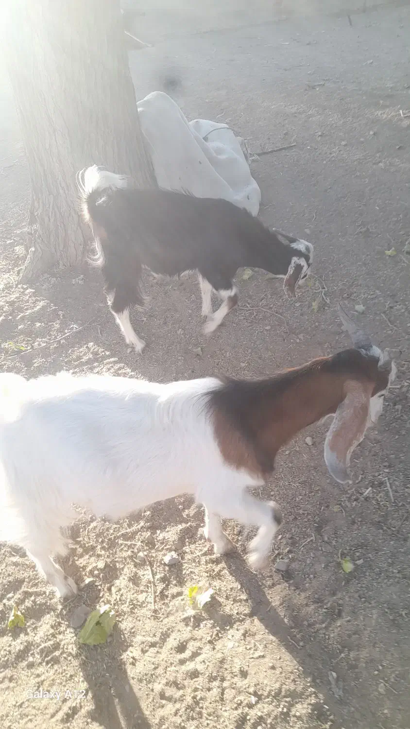 فروشی|حیوانات مزرعه|قزوین, |دیوار