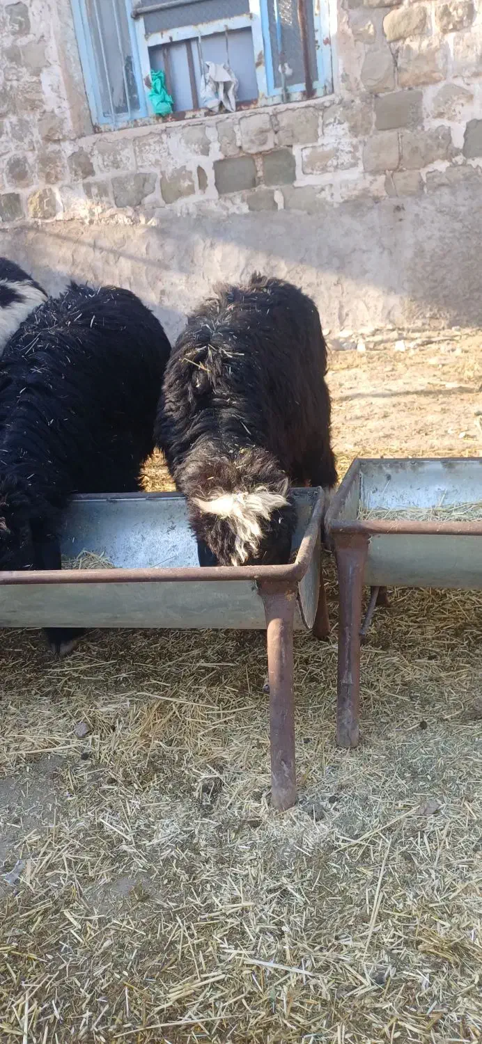 بره|حیوانات مزرعه|مسجد سلیمان, |دیوار