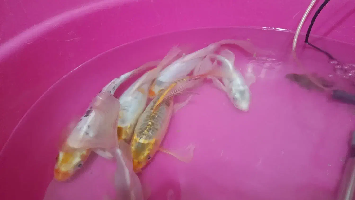 کوی ۲۵.۳۰سانتی|ماهی|کوار, |دیوار