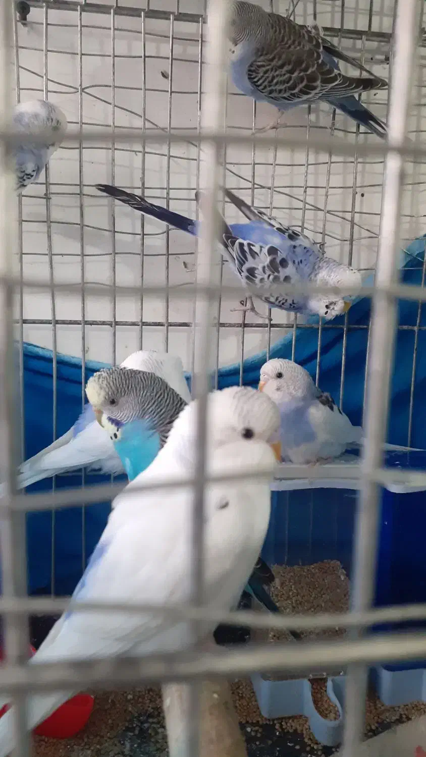 مرغ عشق بهترین رنگ|پرنده|الوند, |دیوار