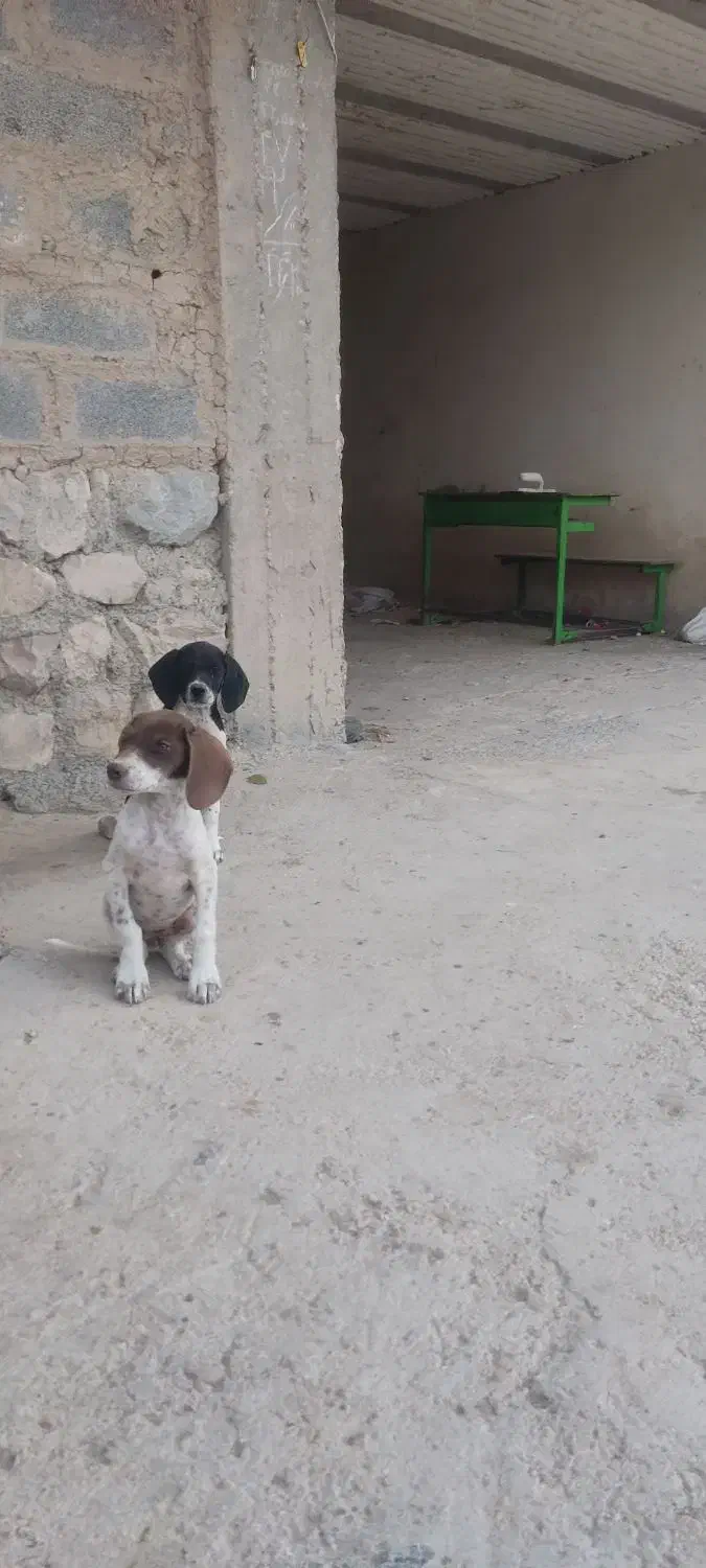 توله دنبلانی|سگ|گلی داغ, |دیوار