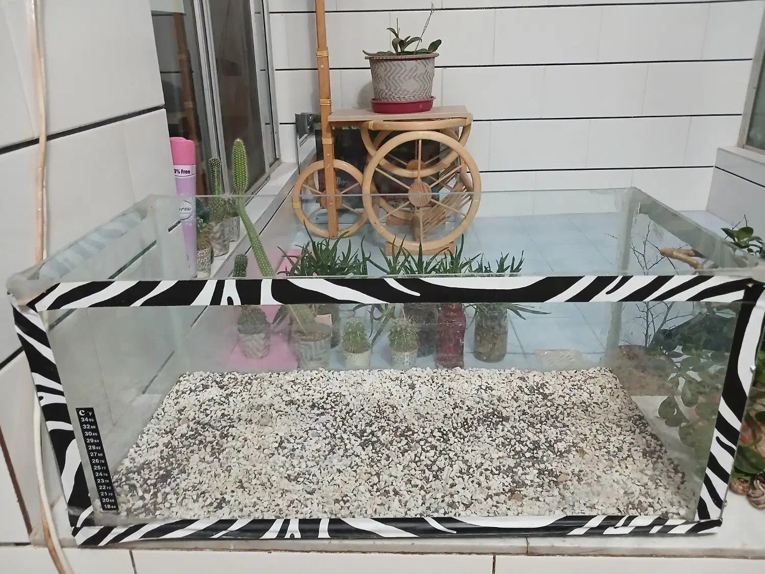 آکواریوم|ماهی|مبارکه, |دیوار