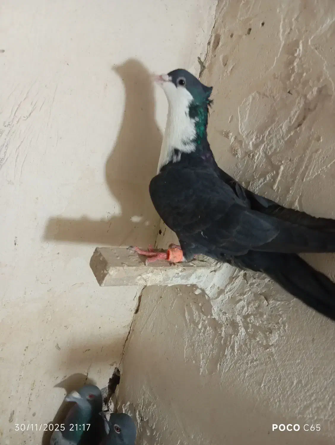 ریش سیاه نر|پرنده|خاش, |دیوار