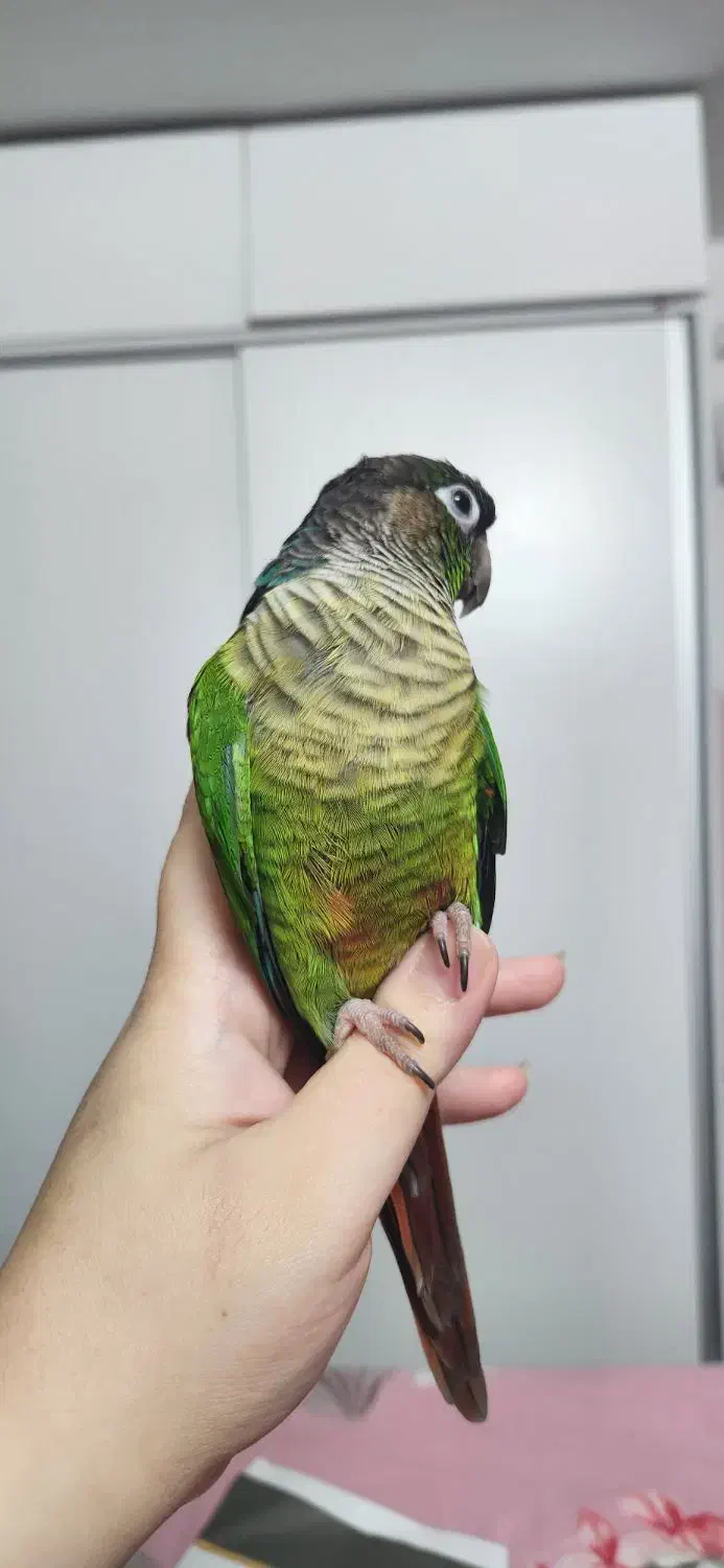 پرنده کاملا دستی و ارام|پرنده|ری, حمزهآباد|دیوار