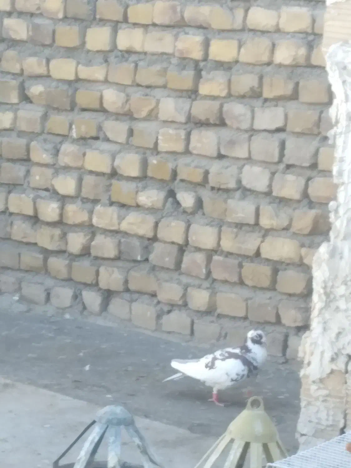 کفتر پرشی بی بوم|پرنده|تربت‌حیدریه, پیشکوه|دیوار