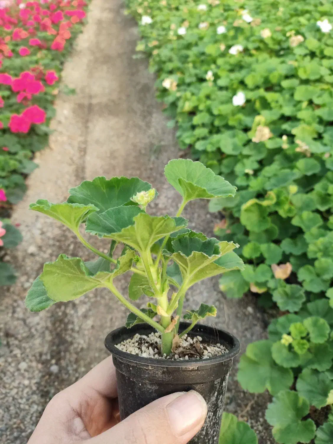 گل و گیاه|گل و گیاه طبیعی|پاکدشت, پاکدشت (مامازند)|دیوار